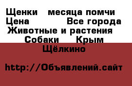 Щенки 4 месяца-помчи › Цена ­ 5 000 - Все города Животные и растения » Собаки   . Крым,Щёлкино